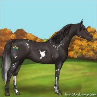 Horse Color:White Spotted Smoky Black 