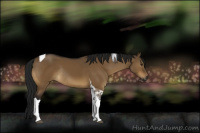 Horse Color:Gray Buckskin Dun Tobiano Rabicano