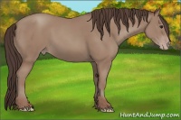 Horse Color:Classic Champagne Rabicano 