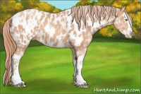 Horse Color:Gold Champagne Appaloosa and Gold Champagne Splash Appaloosa