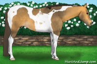 Horse Color:Buckskin Tobiano 