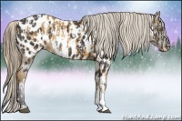 Horse Color:Palomino Appaloosa  and Smoky Black Appaloosa 