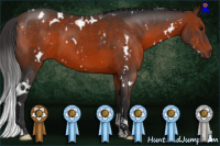 Horse Color:White Spotted Brown 