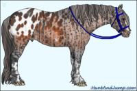 Horse Color:Black Appaloosa  and Bay Appaloosa 