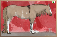 Horse Color:White Spotted Liver Red Dun 
