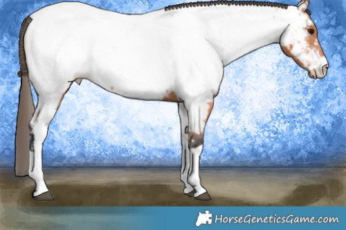 Horse Color:Bay Tobiano Appaloosa 