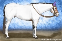 Horse Color:Bay Tobiano Appaloosa 