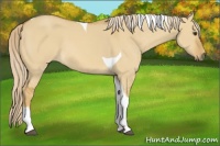 Horse Color:Palomino Dun Tobiano