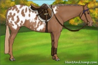 Horse Color:Chestnut Appaloosa 