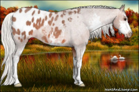 Horse Color:Silver Brown Roan Sabino Appaloosa