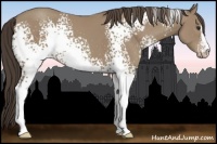 Horse Color:White Spotted Classic Champagne Sabino 