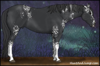 Horse Color:White Spotted Black Sabino 