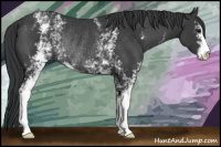 Horse Color:White Spotted Black Sabino Rabicano 