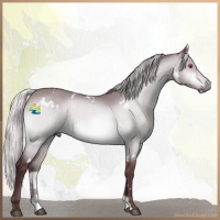 Horse Color:White Spotted Chocolate Silver Brown Chinchilla Dun