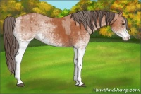 Horse Color:White Spotted Bay Splash Appaloosa  and White Spotted Bay Splash Appaloosa 