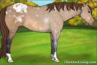 Horse Color:Bay Dun Appaloosa 