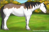 Horse Color:Bay Dun Splash 