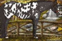 Horse Color:Smoky Black Appaloosa 