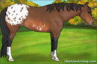 Horse Color:Bay Appaloosa 