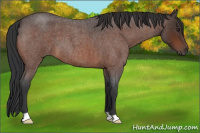Horse Color:Bay Roan 