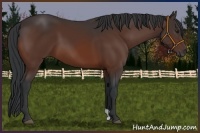 Horse Color:Brown 