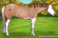 Horse Color:Brown Pearl Splash 