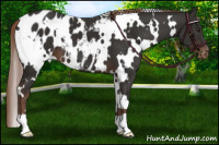 Horse Color:White Spotted Liver Chestnut Blanket 