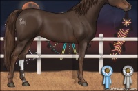 Horse Color:Liver Chestnut 