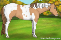 Horse Color:Gray Perlino Tobiano