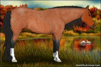 Horse Color:Gray Buckskin Roan 