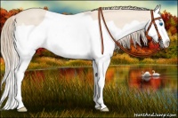 Horse Color:Perlino Splash