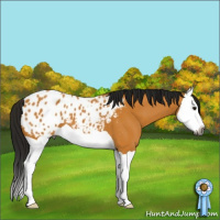 Horse Color:Gray Buckskin Splash Appaloosa