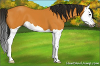 Horse Color:Gray Buckskin Splash