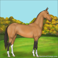 Horse Color:Buckskin 