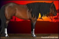 Horse Color:Gray Buckskin 