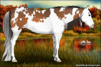 Horse Color:White Spotted Buckskin Splash