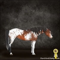Horse Color:White Spotted Bay Appaloosa