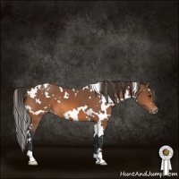 Horse Color:White Spotted Bay Appaloosa 