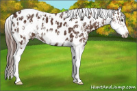 Horse Color:Bay Tobiano Frame Appaloosa  and Bay Sabino Splash Frame Appaloosa Rabicano 