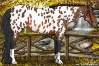 Horse Color:Bay Appaloosa