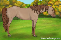 Horse Color:Red Dun