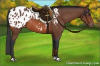Horse Color:Bay Appaloosa