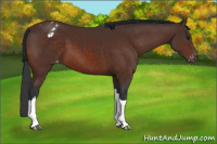 Horse Color:Brown Appaloosa