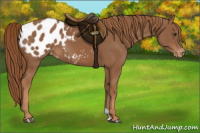 Horse Color:Chestnut Appaloosa 