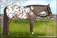 Horse Color:Liver Red Dun Appaloosa Brindle