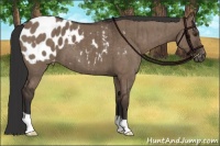 Horse Color:Liver Red Dun Blanket Brindle 