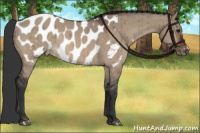 Horse Color:Brown Dun Near Leopard Brindle 