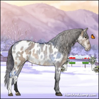 Horse Color:Bay Dun Appaloosa 