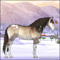 Horse Color:Bay Onyx Sabino Appaloosa 