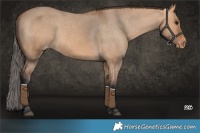 Horse Color:Bay Dun Varnish 